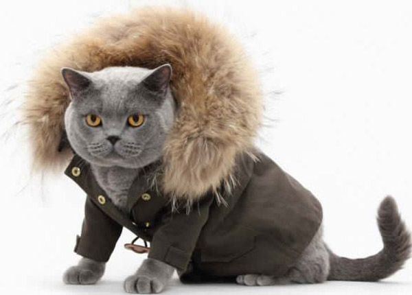 Одежда для кошек